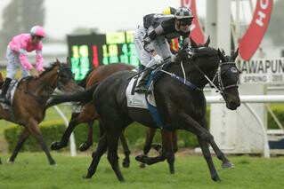 Five To Midnight powered home from last for a commanding victory in the Listed Feilding Gold Cup. Photo: Trish Dunell